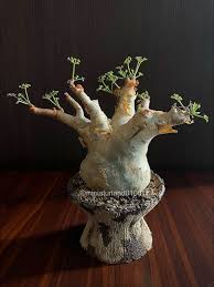 Image result for Cyphostemma saxicola