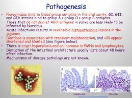 Norovirus is an enterovirus that causes food poisoning symptoms in individuals. Norovirus Flashcards Quizlet
