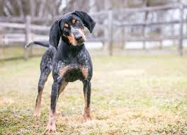 Bluetick Coonhound A Complete Guide To The Racoon Hunting