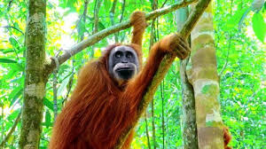 Indonesia also houses the largest rainforest in all of asia. Animals In Wild Orangutan Female Stock Footage Video 100 Royalty Free 26020709 Shutterstock