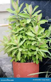 Image result for Euphorbia grantii