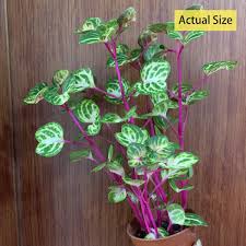 Image result for Iresine herbstii