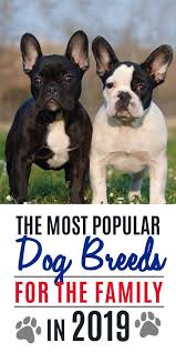 Most Popular Dog Breeds That Every Family Wants In 2019