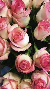 Roses Near Me Rose Wholesale Flowers Flowers
