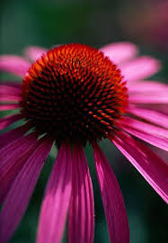 19474 Amazing Flowers Echinacea Beautiful Flowers