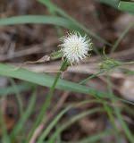 Image result for Kyllinga alba