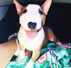 Cute miniature bull terrier puppies. Moosie Bear Laurdiy Mini Bull Terriers Bull Terrier Puppy Mini Bull Terrier Puppies
