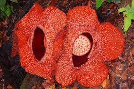 We did not find results for: Bunga Raflesia Bengkulu Puspa Langka Asli Indonesia