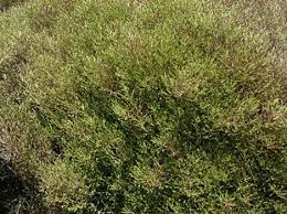 Image result for Helichrysum panduratum