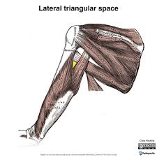 Lateral Triangular Space Radiology Reference Article Radiopaedia Org However, if there is an alternate mnemonic for our postings, you can use the comments link below the post. lateral triangular space radiology