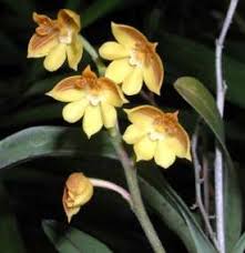 Image result for Polystachya epiphytica