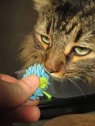 Don graham may 2021 pet holidays. Do Cats Know About Days Of The Week Quora