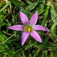 Image result for Romulea