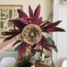 Image result for stromanthe