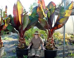 Image result for Ensete