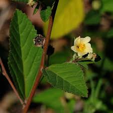 Image result for Sida rhombifolia