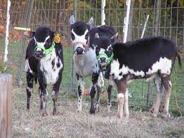 Miniature Zebu Cattle Kunekune Pigs And Other Exotics For Sale Zebu Cattle Miniature Cattle Mini Cows