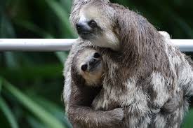Angel And Ostrich Sloth Koala Bear Koala