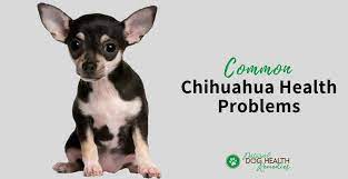 Chihuahua Health Problems And Lifespan