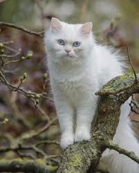 Check spelling or type a new query. Russian White Cats Russian White Cat Grey And White Cat White Cat Breeds