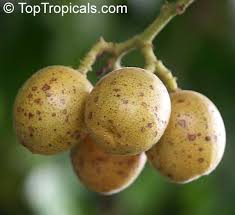 Image result for Clausena lansium