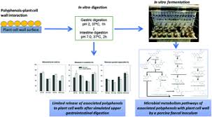 Some bacteria can swim around using long tails called flagella. Independent Fermentation And Metabolism Of Dietary Polyphenols Associated With A Plant Cell Wall Model Food Function Rsc Publishing