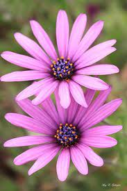 Pin On Flowers