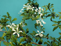 Image result for Turraea robusta