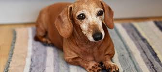If your veterinarian has diagnosed your dog with cancer, they will likely try to determine both the type of cancer and the stage. Senior Pet Health Canine Lumps Bumps