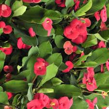 Nomi, foto e coltivazione delle piante da appartamento, schede per ogni tipologia di pianta e consigli utili anche per le verdi e con fiori. Piante Da Appartamento Come Sceglierle E Prendersene Cura