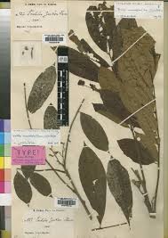 Image result for Lovoa swynnertonii