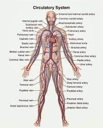Lumen is large and floppy to allow easy flow of blood. 50 Arteries And Veins Ideas In 2021 Anatomy And Physiology Medical Knowledge Medical Anatomy