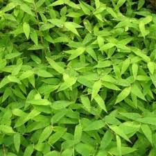 Image result for Arthraxon