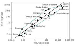 brain to body mass ratio wikipedia