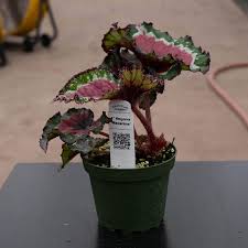 Image result for Begonia macrocarpa