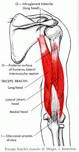 Pin On Anatomy
