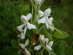 Image result for Habenaria magnirostris