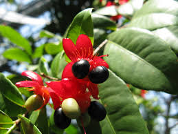Image result for Ochna