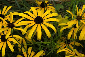 To find ice flowers, search at the. Missouri Coneflower Rudbeckia Missouriensis