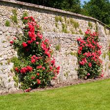 Check spelling or type a new query. Roses Hello Hello