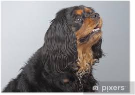 Check spelling or type a new query. Senior Cavalier King Charles Spaniel Black And Brown Isolated Ag Poster Pixers We Live To Change