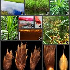 Image result for Pycreus melas