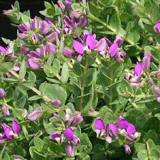 Image result for Polygala marensis
