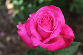 Free for commercial use no attribution required high quality images. Rose Single Flower Deep Pink Flower Plant Blossom Pink Flowering Plant Beauty In Nature Vulnerability Pxfuel