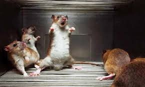 Cara mengusir tikus dengan cuka. Ini Cara Paling Ampuh Mengusir Tikus Winnetnews Com