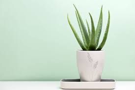 The container should have a diameter of at least twice the length of the leaf base in order to ensure the best growing conditions. How To Grow And Care For Aloe Vera Plants Aloe Vera Harvest Tips
