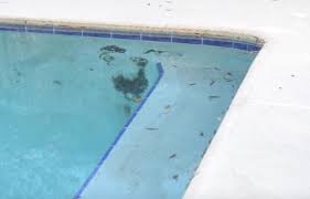 However, if a pool isn't cleaned correctly, it can get dirty sooner and can be detrimental to human health. How To Remove Black Algae From Your Pool Inyopools Com