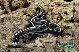Black And White Snake Northern California The Californian King Snake Snakes For Sale Black And White Snake