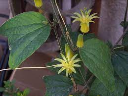 Lemon Yellow Passion Flower Passiflora Citrina Passiflora Passion Flower Passion Vine
