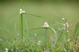 Image result for Kyllinga squamulata